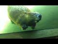 Ryan waves at beaver at oregon zoo