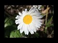 Time Lapse English Daisy - Hi & Hello ecards - Stay In Touch Greeting Cards Time Lapse English Daisy - Hi & Hello ecards - Stay In Touch Greeting Cards