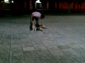 pastore 動画9b