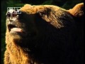 Orso investito, animali da proteggere