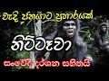 නිට්ටෑවා -Nittawo in Warigapojja film -The ape man Srilanaka -Niththawa in Sri lanaka - nittawa