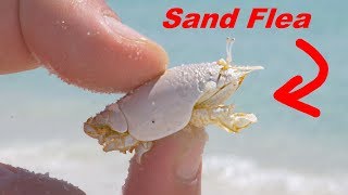 Eating Sand FLEAS!? Eating Sand FLEAS!?