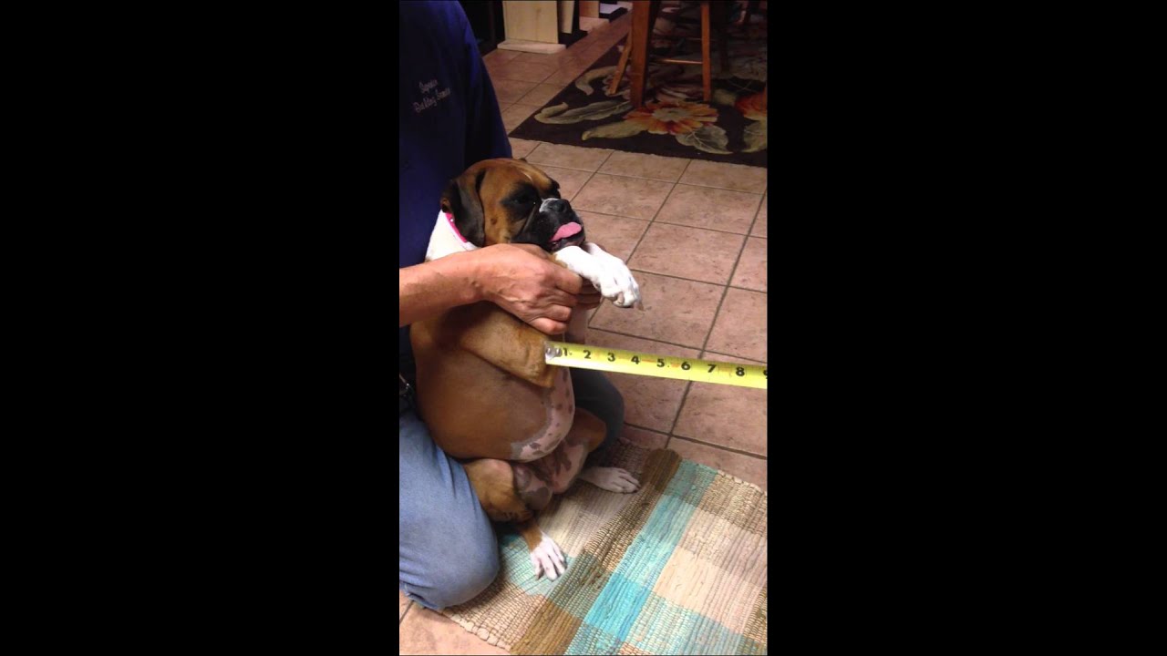 bailey chair for dogs how to measure your for a bailey chair bailey chair for dogs how to measure your for a bailey chair