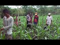 image Cara Pemupukan Yang Baik Pada Tanaman Jagung Bisi Ii 03