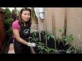 planting