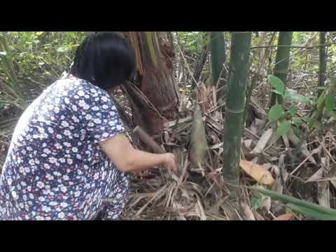 Trải nghiệm thu hoạch măng tre Mạnh Tông