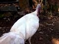 image Ayam Bangkok Kalkun Gandengan Mio Nabrak Tronton D