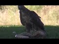 Eagle And Snake Deadliest Fight For Life images Eagle And Snake Deadliest Fight For Life