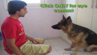 Dog Training Tutorial: Building Eye Contact & Attention!