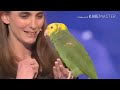 Top 5 best auditions animals, America's Got talent 2017