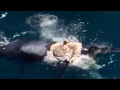 Australian man rides dead whale