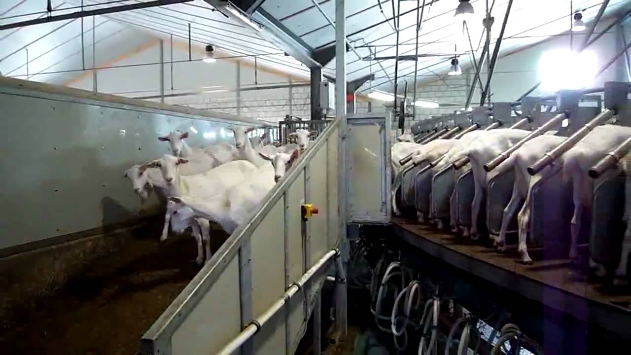 Milking room