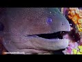 Reef LIfe - The Best HD Underwater Video from Koh Tao, Gulf of Thailand