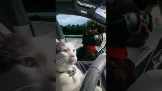 Cat Driving