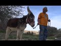 donkey
