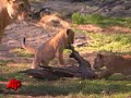Raw Video: New Lion Cubs Frolic at Bronx Zoo