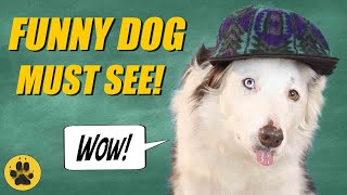 Funny Dog Sticks Out Tongue