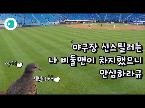 (초근접) 야구를 사랑한 비둘기, 중계 카메라 앞에 서다 / 비디오머그