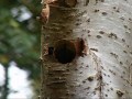 White breasted nuthatch takes over downy's hole 10 28 2012