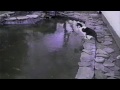 Cat Chases Fish On Frozen Pond
