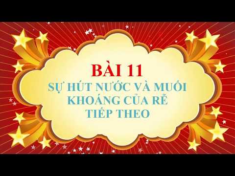 Sinh học lớp 6 - Sự hút nước và muối khoáng của rễ (tiếp theo)