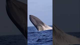One Of The Only Shots In The World Of A Blue Whale Breaching