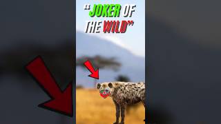 Did You Know Hyenas Have A Secret Weapon?