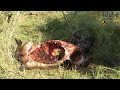 Male Lions With A Buffalo Kill