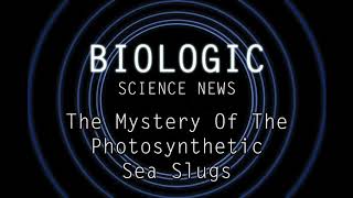 Science News - The Mystery Of The Photosynthetic Sea Slugs
