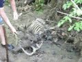 Big dead Iowa buck