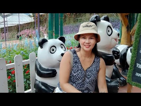 CAMERON LAVANDER"THE MOST BEAUTIFUL PLACE IN CAMERON HIGHLAND CAMERON LAVANDER"THE MOST BEAUTIFUL PLACE IN CAMERON HIGHLAND