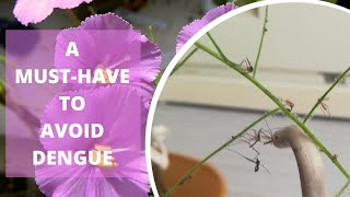 Shining Shimmering Deadly Plant Natural Mosquito Terminator Byblis Guehoi