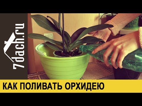 Как поливать орхидею в домашних условиях как часто Как поливать орхидею в домашних условиях как часто