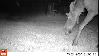 Moose