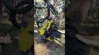 How The Vestial Harvester 1270G Cuts The Tree #Tree #Wood #Harvester #Viral #Johndeere #Love #Live