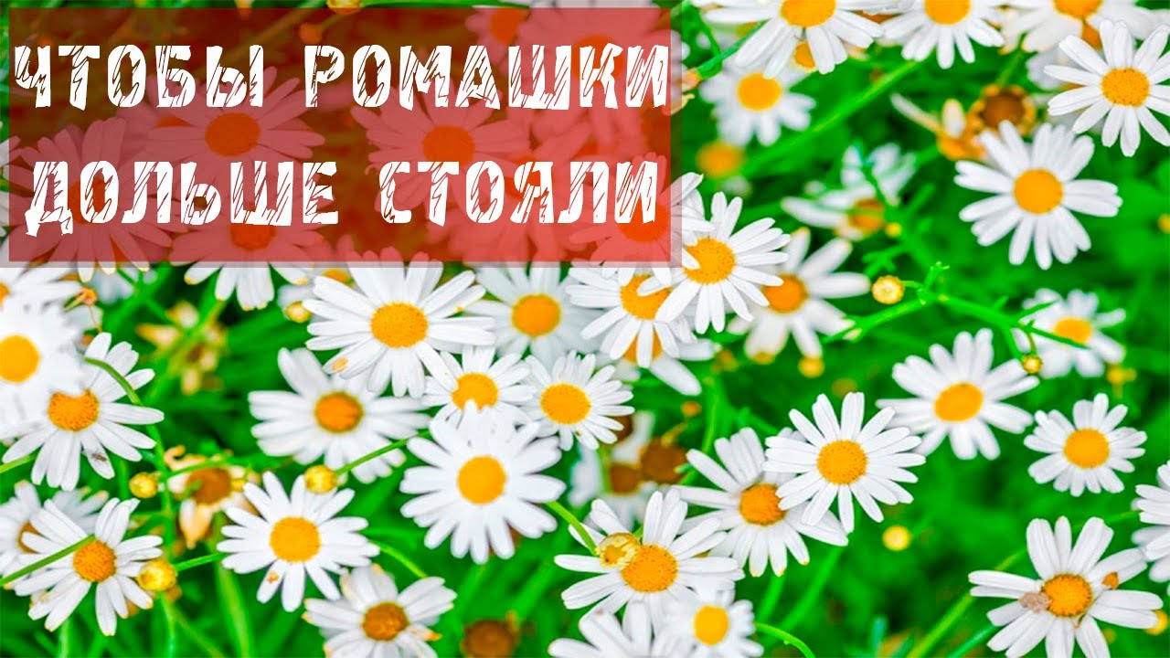 Как сделать чтобы ромашки дольше стояли Как сделать чтобы ромашки дольше стояли