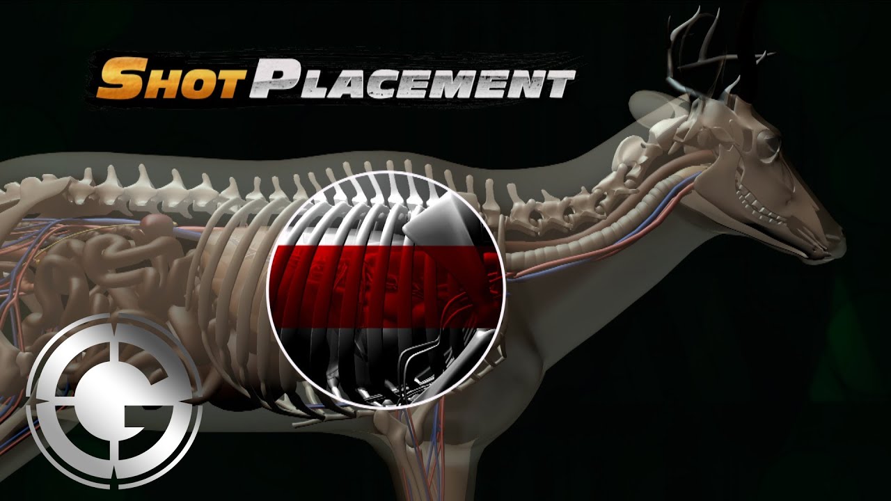 Hunting Shot Placement - YouTube