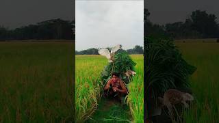 Real Flying Buck Bird Hunting