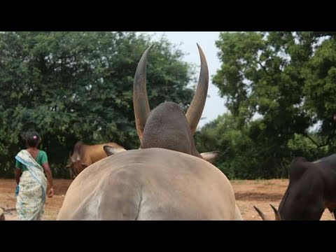 Traditional Event #AET School for Kangayam cows