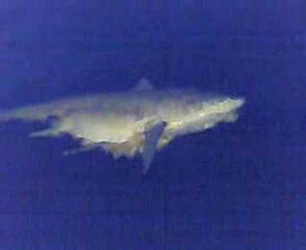 FOTOS DE LA SIRENA EN EL LAGO DE MARACAIBO fotos de la sirena en el lago de maracaibo:
