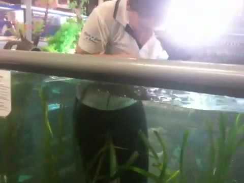 Girl swims in fish tank 2