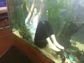 Girl swims in fish tank 2