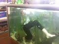 Girl swims in fish tank 2