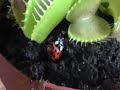 Venus Flytrap gets a Bug