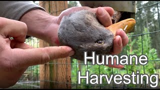 How To Pith A Duck Humane Harvesting Guide