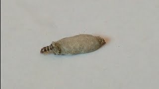 Seen On Walls Case-Bearing Cloth Moth Larvae Tineola Pellionella L.