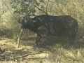 Buffalo scratching balls