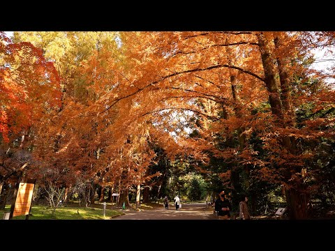 京都 京都府立植物園 紅葉(4K) カエデ・エリシア京都 caede|L’ELISIR KYOTO[Kyoto Botanical Garden, Kyoto Red Leaves]
