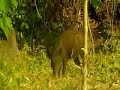 image Berburu Babi Hutan Tar Sasaran Part 1