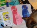 Jack Flagstaff Dog Show **(Part 2)**